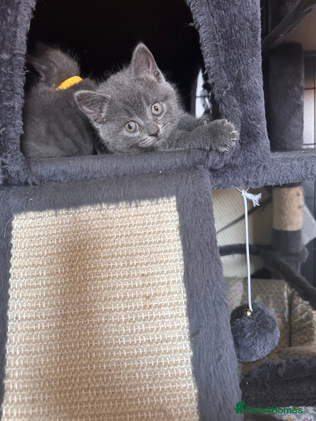 British Shorthair cats for sale: 🐾 Adorable British Shorthair Blue Kittens 🐾 - Image 18
