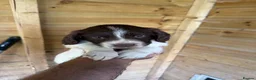 English Springer Spaniel dogs for sale: Parents KC registered FTCH line pups - Advert 3