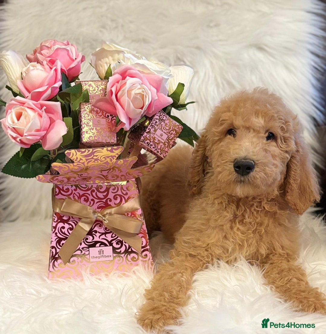 Bernedoodle dogs for sale: Bernedoodle standard F1b pups fluffy teddy bears - Advert 22