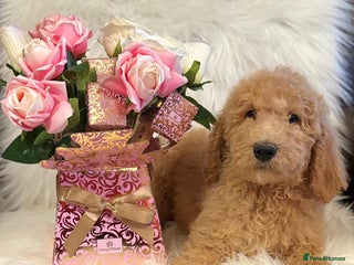 Bernedoodle dogs Big cuddly teddy bears standard Bernedoodle pups - Advert 12