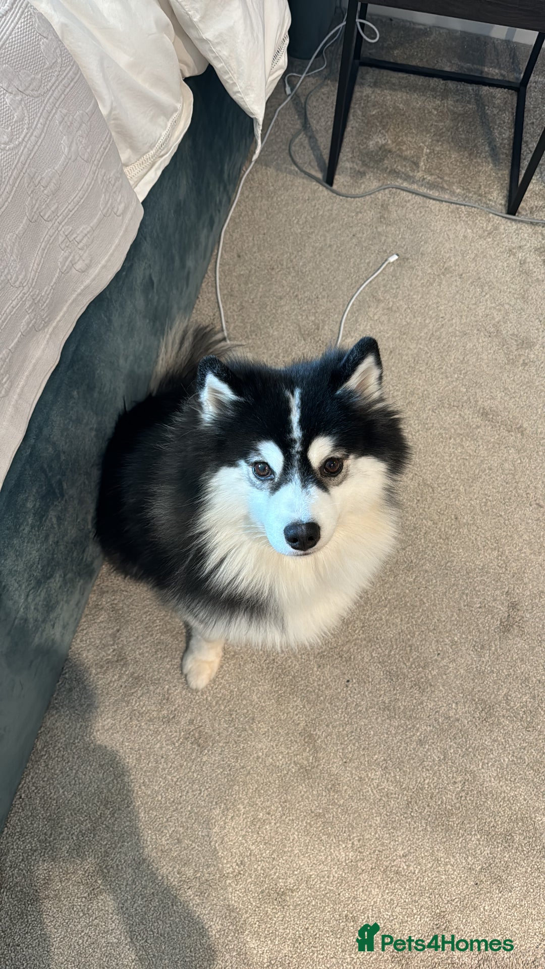 Pomsky dogs for sale: Pomsky up for adoption  - Advert 1
