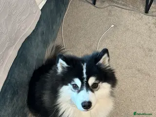 Pomsky dogs Pomsky up for adoption - Advert 14