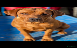 Labrador Retriever dogs for sale: Exceptional Fox Red Labrador Litter - Image 21
