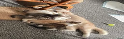 Exotic cats for sale: Gorgeous GCCF reg. kittens from Champions parents  - Advert 26
