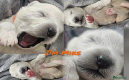 Samoyed dogs for sale: 2wonderful, purebred boys. (For therapy dogs) - Image 15