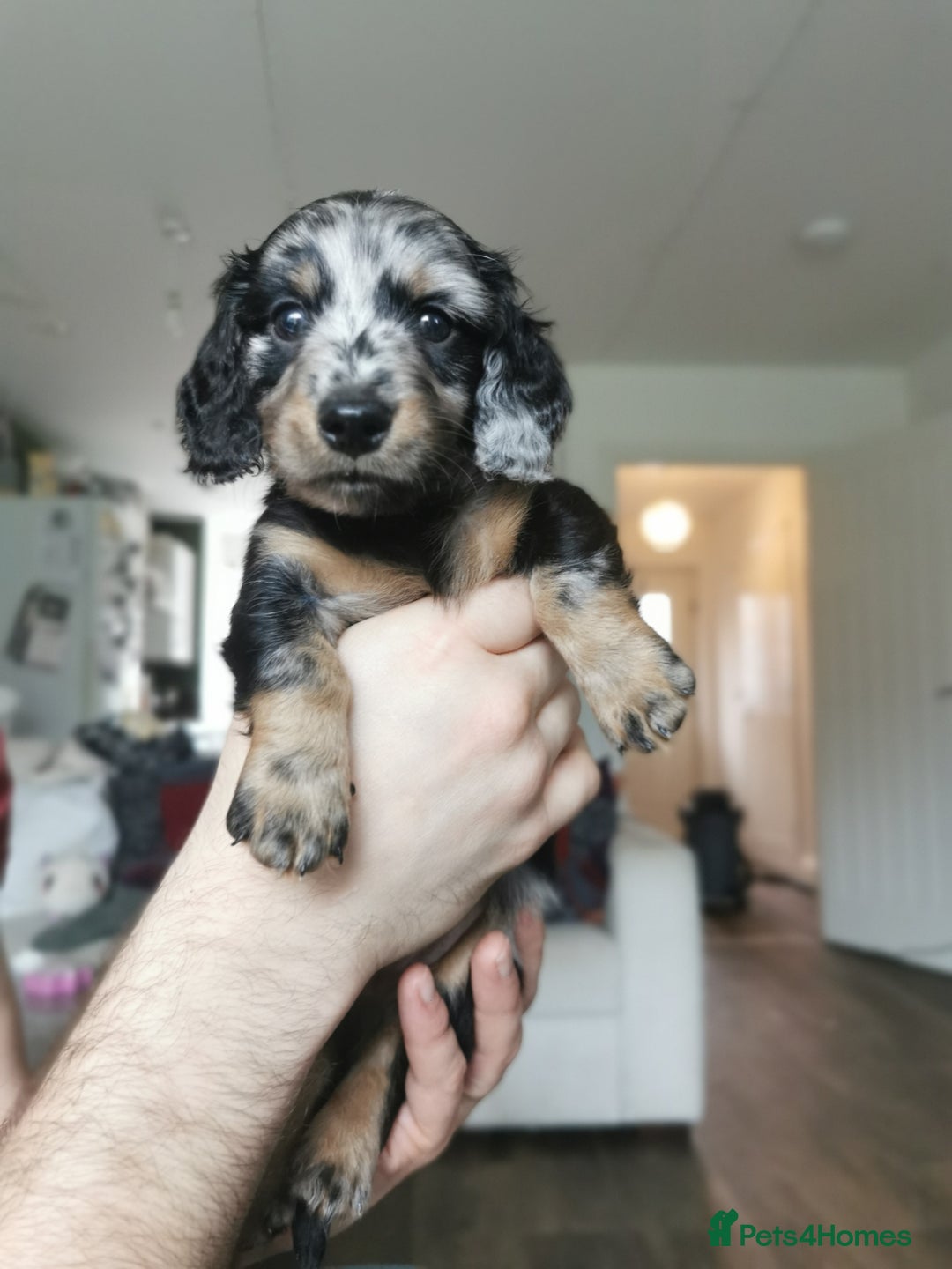 Miniature Dachshund dogs for sale: 5 beautiful miniature dachshund pups for sale - Advert 27