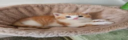Scottish Fold cats for sale: Adorable Scottish Fold Straight Ear Kittens  - Advert 7