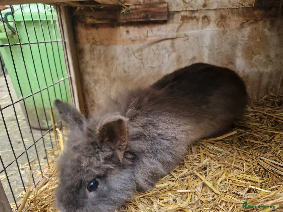 Mixed Breed rabbits for sale: Adorable, friendly dwarf lionhead boy  - Advert 2