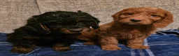 Cockapoo dogs for sale: Stunning cockapoo puppies  - Advert 6