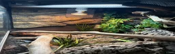 Corn Snake reptiles for sale: Corn snake + full Vivarium setup  in Alva - Advert 6