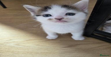 Mixed Breed cats - Advert 6