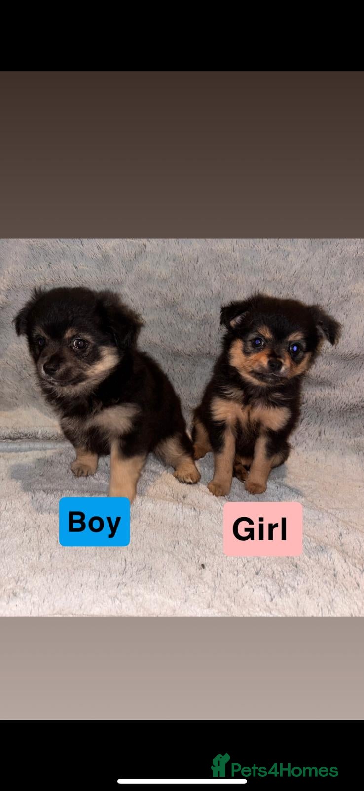 Pomchi dogs Beautiful Pomch puppies - Advert 2