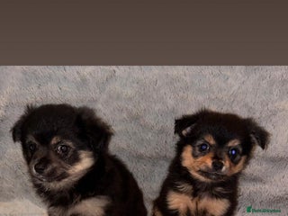 Pomchi dogs Beautiful Pomch puppies - Advert 1