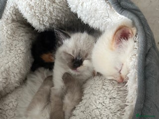 Ragdoll cats Ragdoll furry mix 🥰 (boy available) - Advert 14