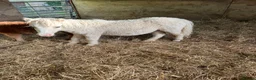 Shetland pony horses for sale: Shetland foals in Romsey - Advert 12