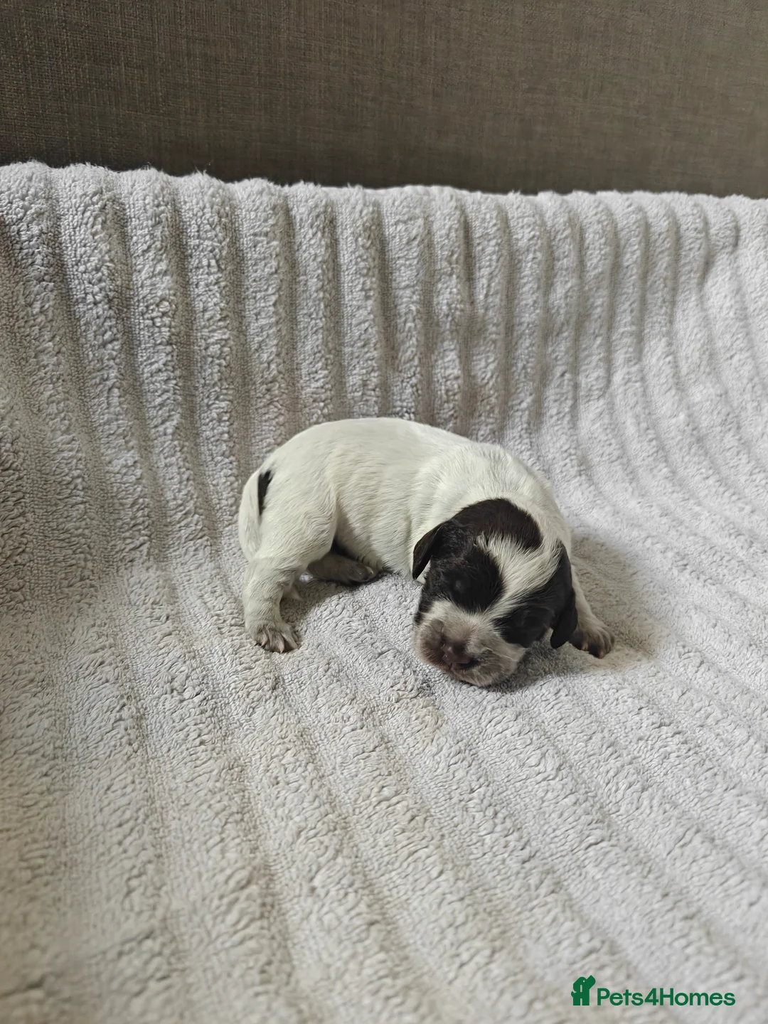 Cocker Spaniel dogs for sale: Cocker spaniel puppies - Advert 9