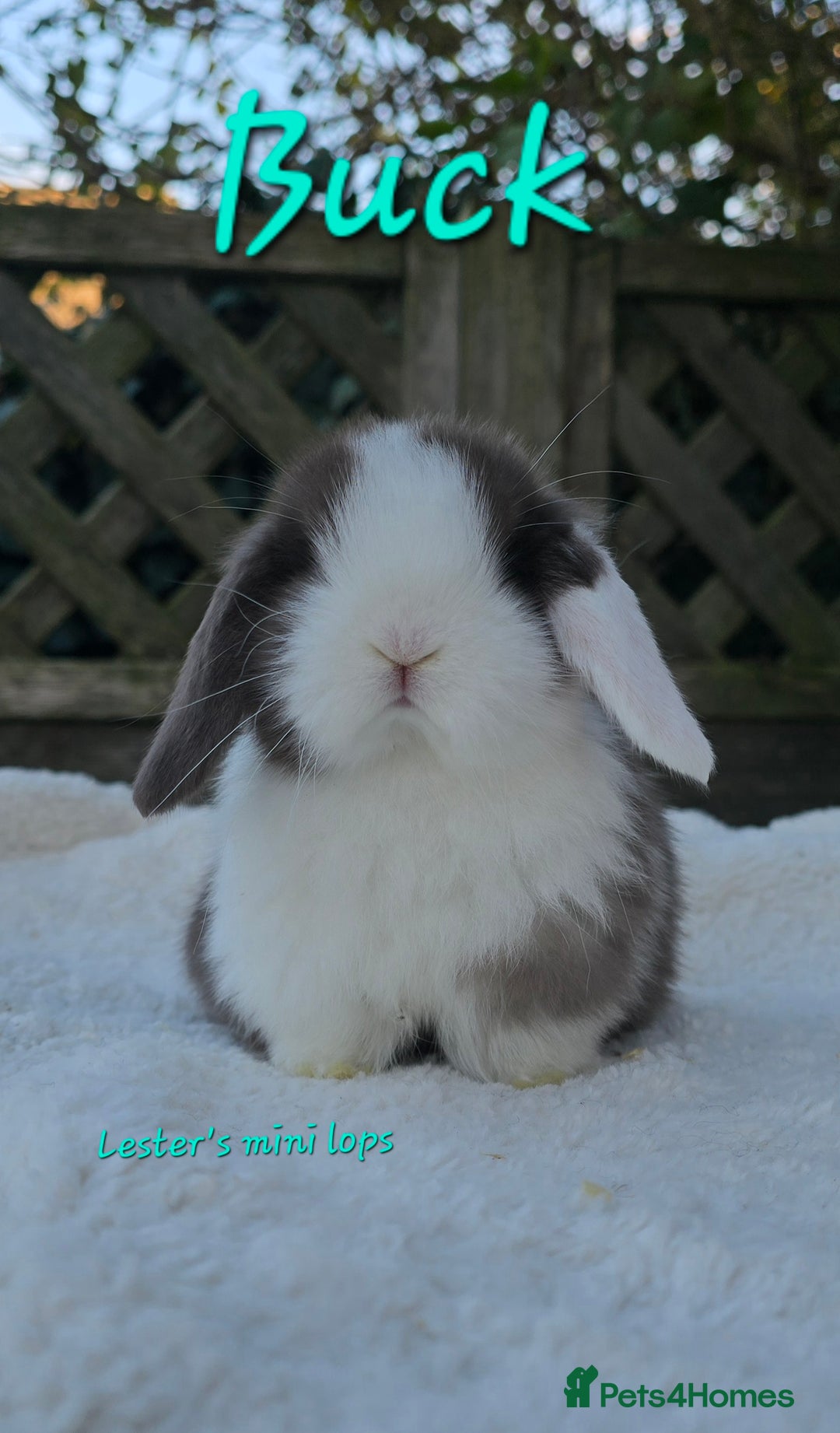 Mini Lop rabbits for sale: Beautiful mini lops girls and boys - Advert 7