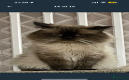 Ragdoll cats for sale: Seal point ragdoll kittens 3 boys and 2 girls  - Image 16