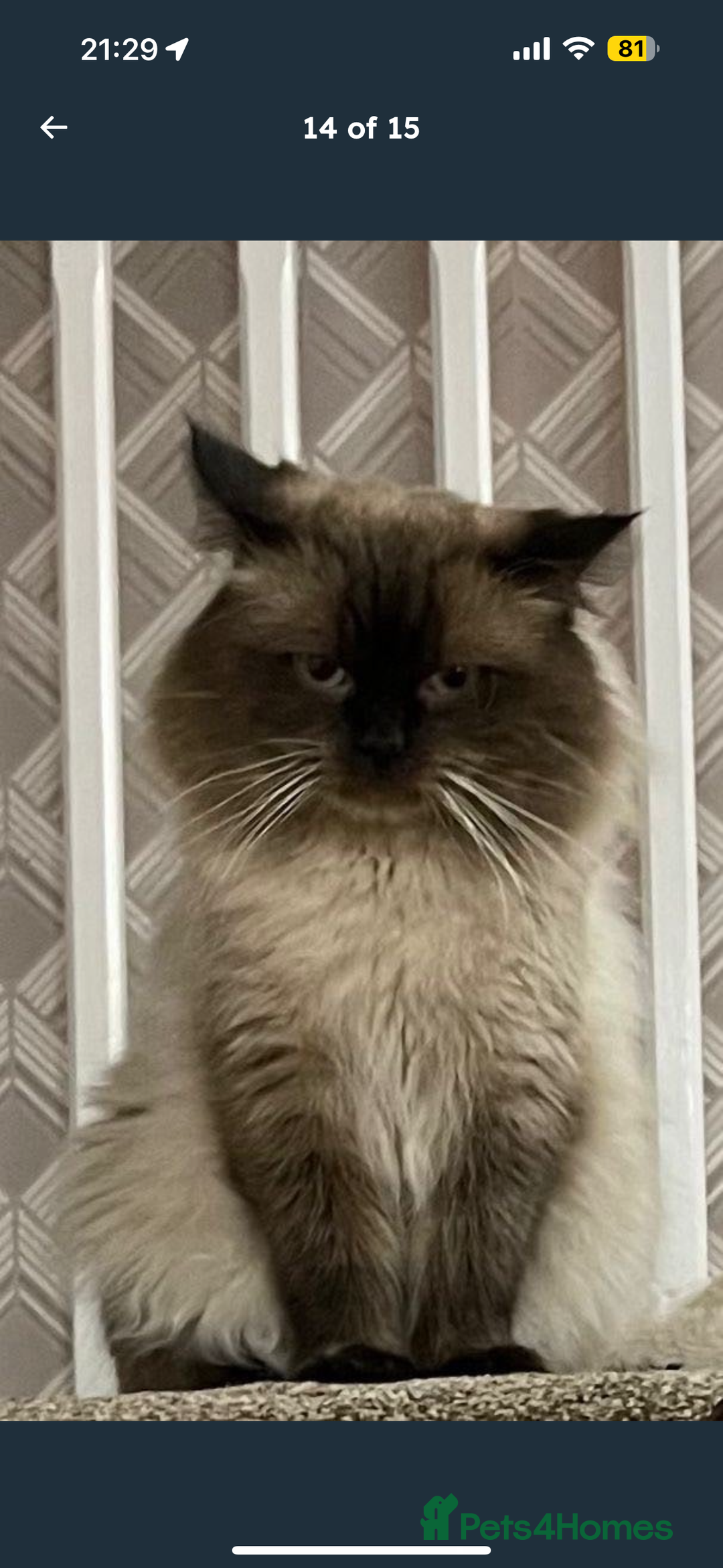 Ragdoll cats for sale: Seal point ragdoll kittens 3 boys and 2 girls  - Image 16
