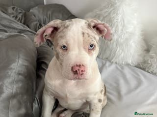 American Bully dogs Pocket bully champagne white rare colours - Advert 1