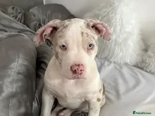 American Bully dogs Pocket bully champagne white rare colours - Advert 2