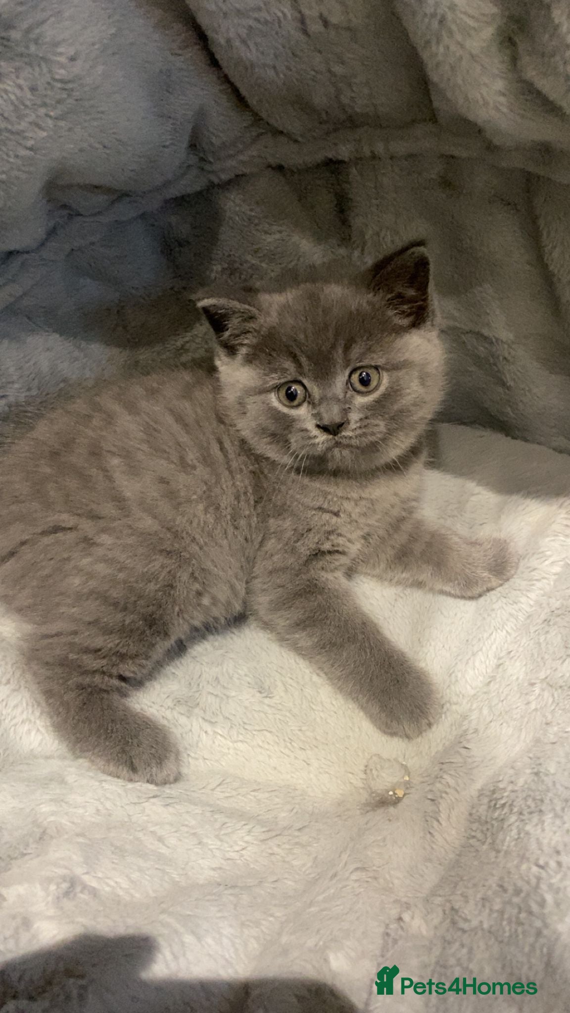 British Shorthair cats  Last boy price drop Bsh - Advert 1