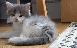 Maine Coon cats for sale: 5 Beautiful Maine Coon kittens available! 😻 - Image 9