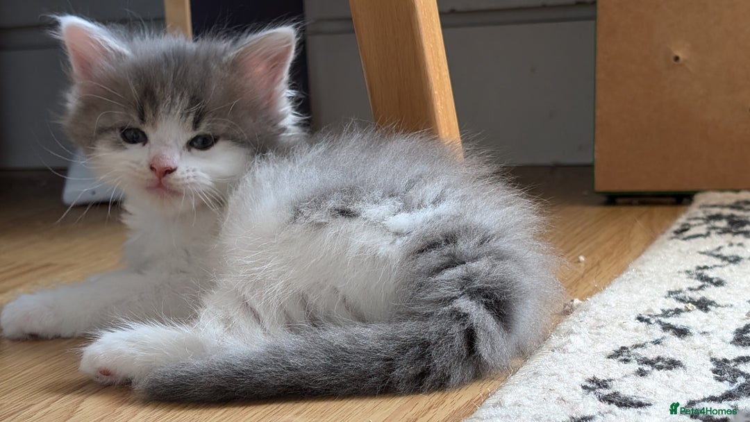 Maine Coon cats for sale: 5 Beautiful Maine Coon kittens available! 😻 - Image 9