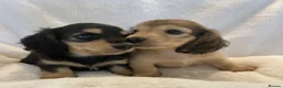 Miniature Dachshund dogs for sale: Longhair miniature dachshunds - Advert 5