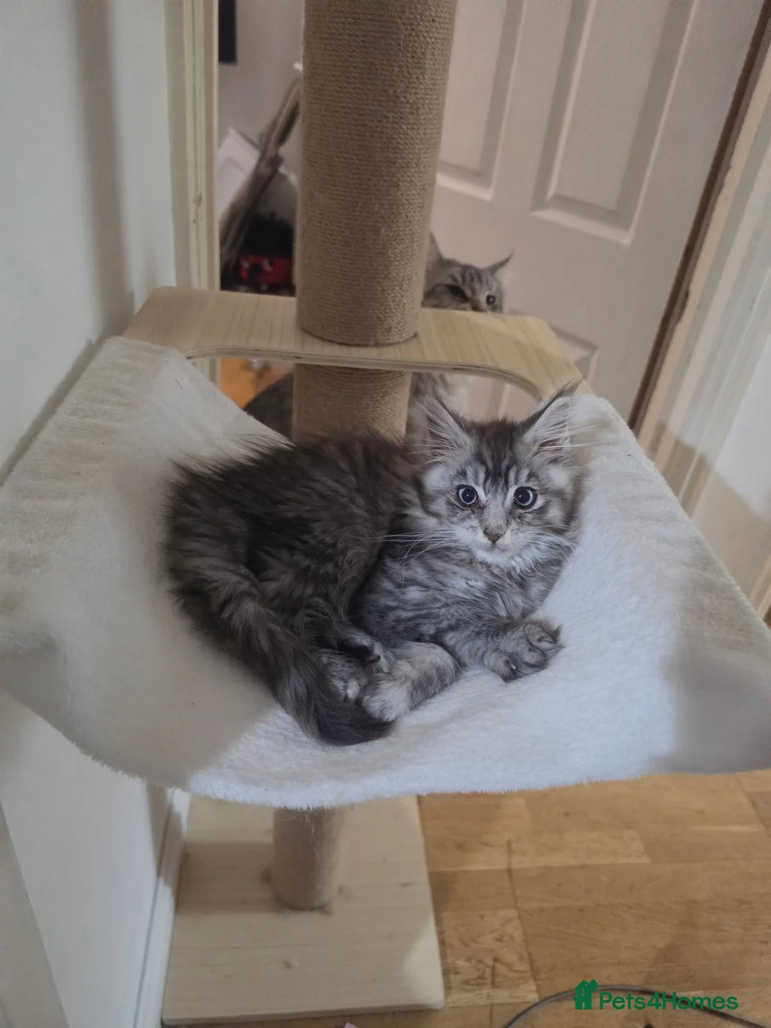 Maine Coon cats for sale: Regome three Tica kittens  - Advert 7