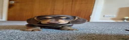 Miniature Dachshund dogs for sale: Male Mini Dachshunds  - Advert 2
