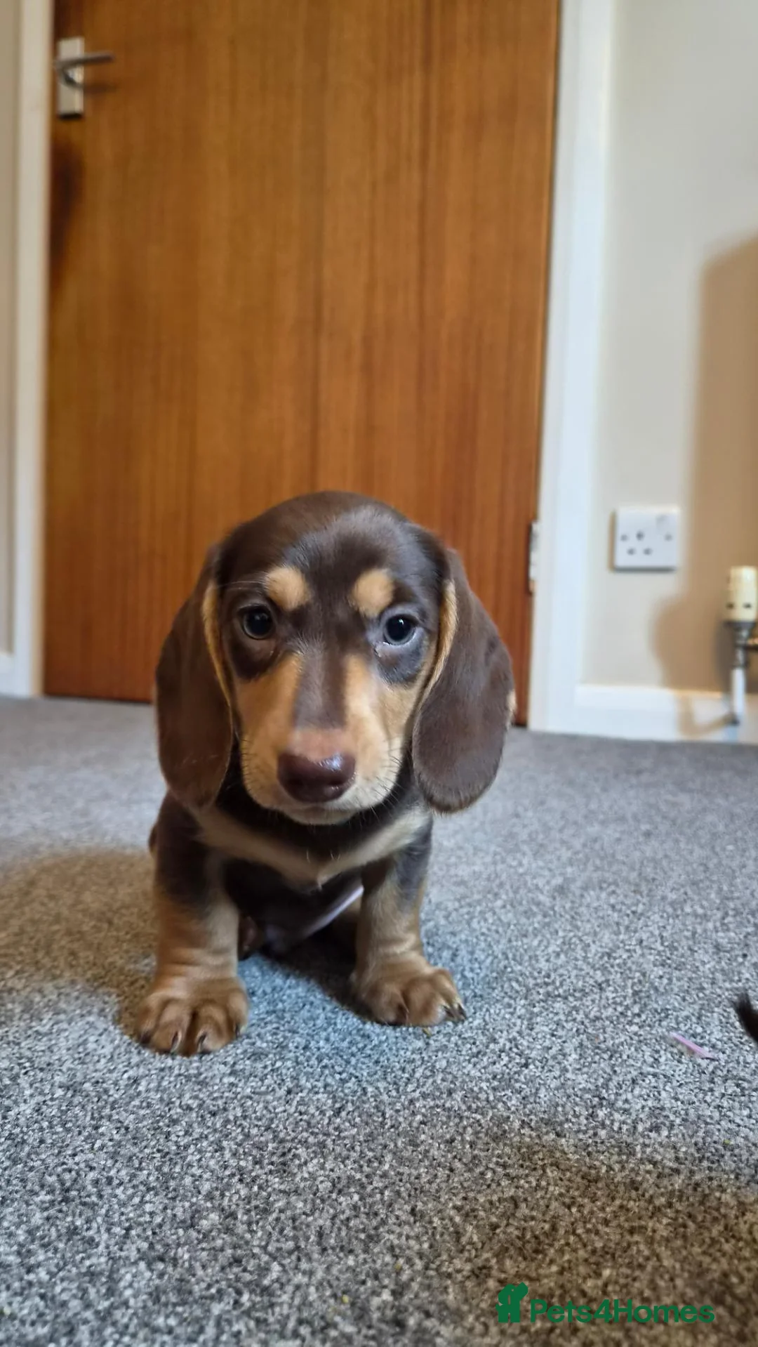 Miniature Dachshund dogs for sale: Male Mini Dachshunds  - Advert 2
