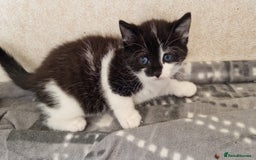 Mixed Breed cats for sale: 9 adorable Disney kitten couples  - Image 31