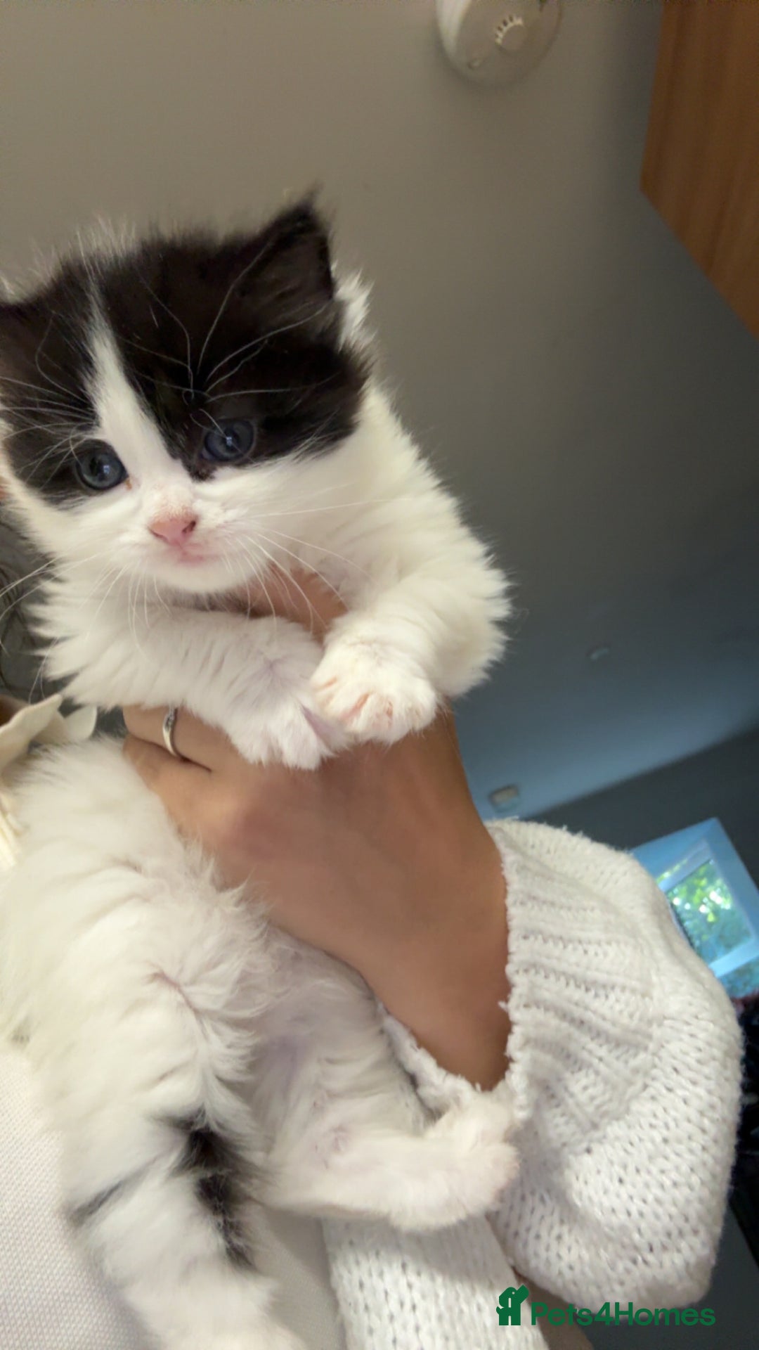 Mixed Breed cats for sale: Mum & F kitten to go together  - Image 8