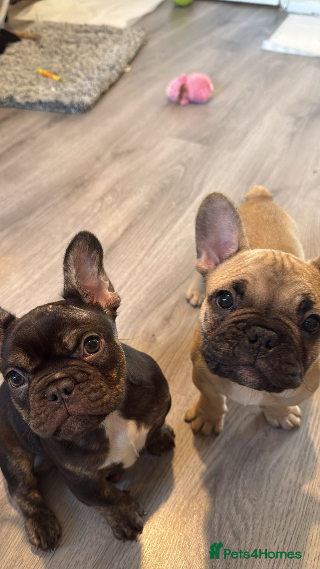 French Bulldog dogs for sale: French bulldog male pups  - Advert 2