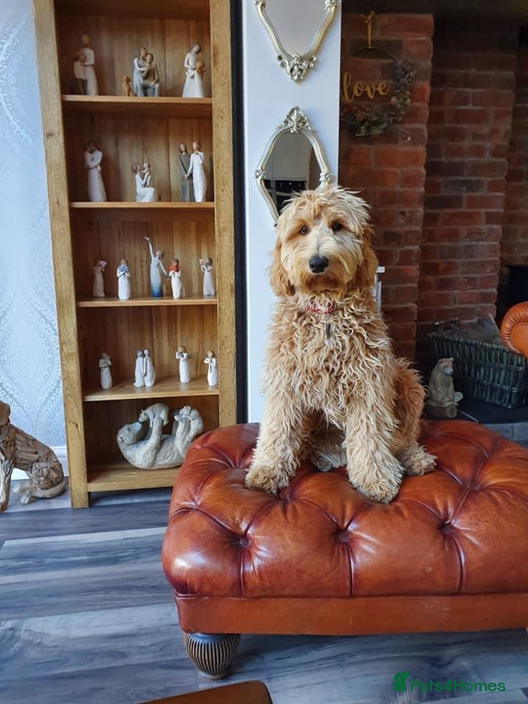 Labradoodle dogs for sale: Multigenerational Medium /Mini Labradoodles  - Image 25