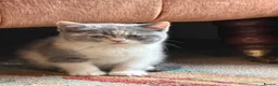 British Shorthair cats for sale: British shorthair kittens for sale  - Advert 8