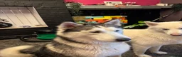 Siberian Husky dogs for sale: Two beautiful huskys ( brothers ) - Advert 7
