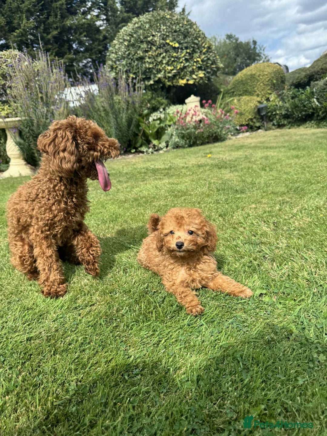 Toy Poodle dogs for sale: Toy poodle puppies looking for their forever home  - Image 10