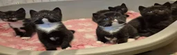 Mixed Breed cats for sale: British short hair cross  - Advert 9