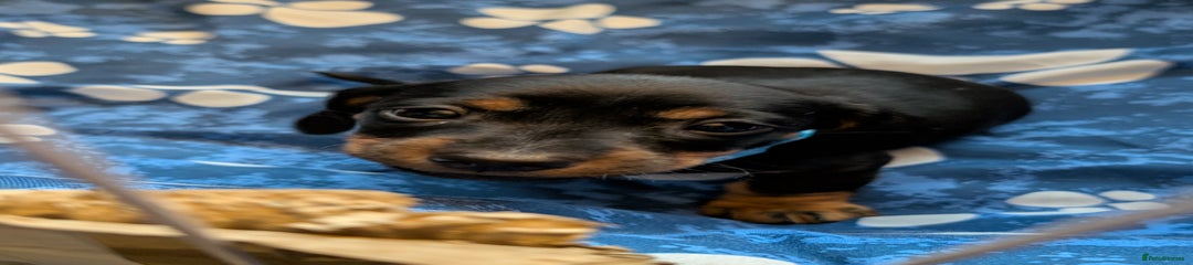 Dachshund 'Blue'