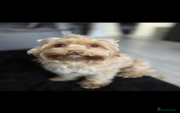 Maltipoo dogs for sale: Unique Korean miniature Maltipoos 🐶 🏡 🐾  - Image 4