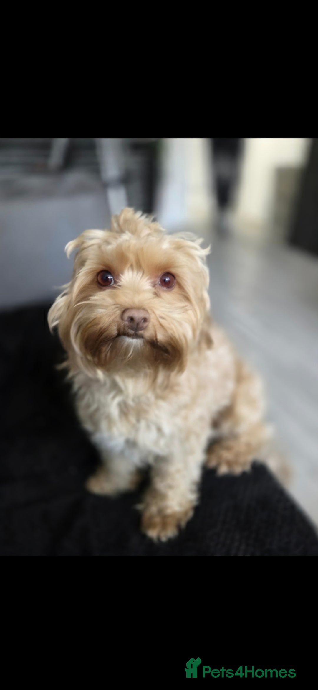 Maltipoo dogs for sale: Unique Korean miniature Maltipoos 🐶 🏡 🐾  - Image 4