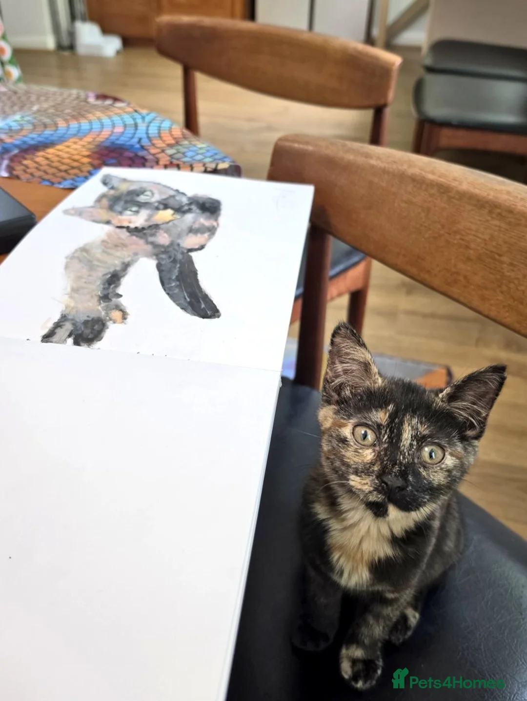 Domestic Shorthair cats for sale: Gorgeous, friendly 16-week female tortie in Barnet - Advert 2