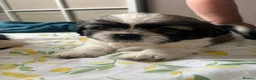 Shih Tzu dogs for sale: Shihtzu puppies 6 week old - Advert 10