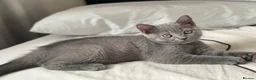 British Shorthair cats for sale: ✨British Shorthair Kittens Ready for Loving Home!✨ - Advert 16