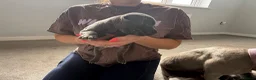 Staffordshire Bull Terrier dogs for sale: Four stunning blue Staffordshire bull terriers - Advert 13