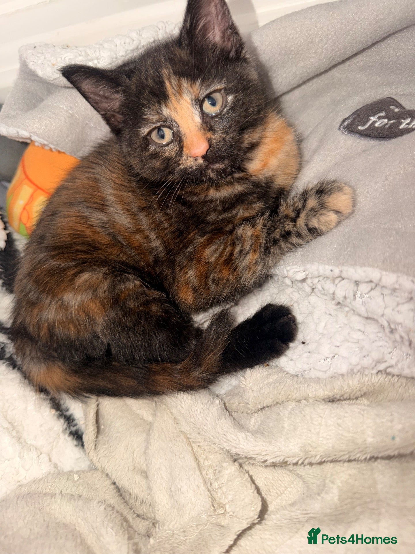 Mixed Breed cats Kittens ready for a new home - Advert 2