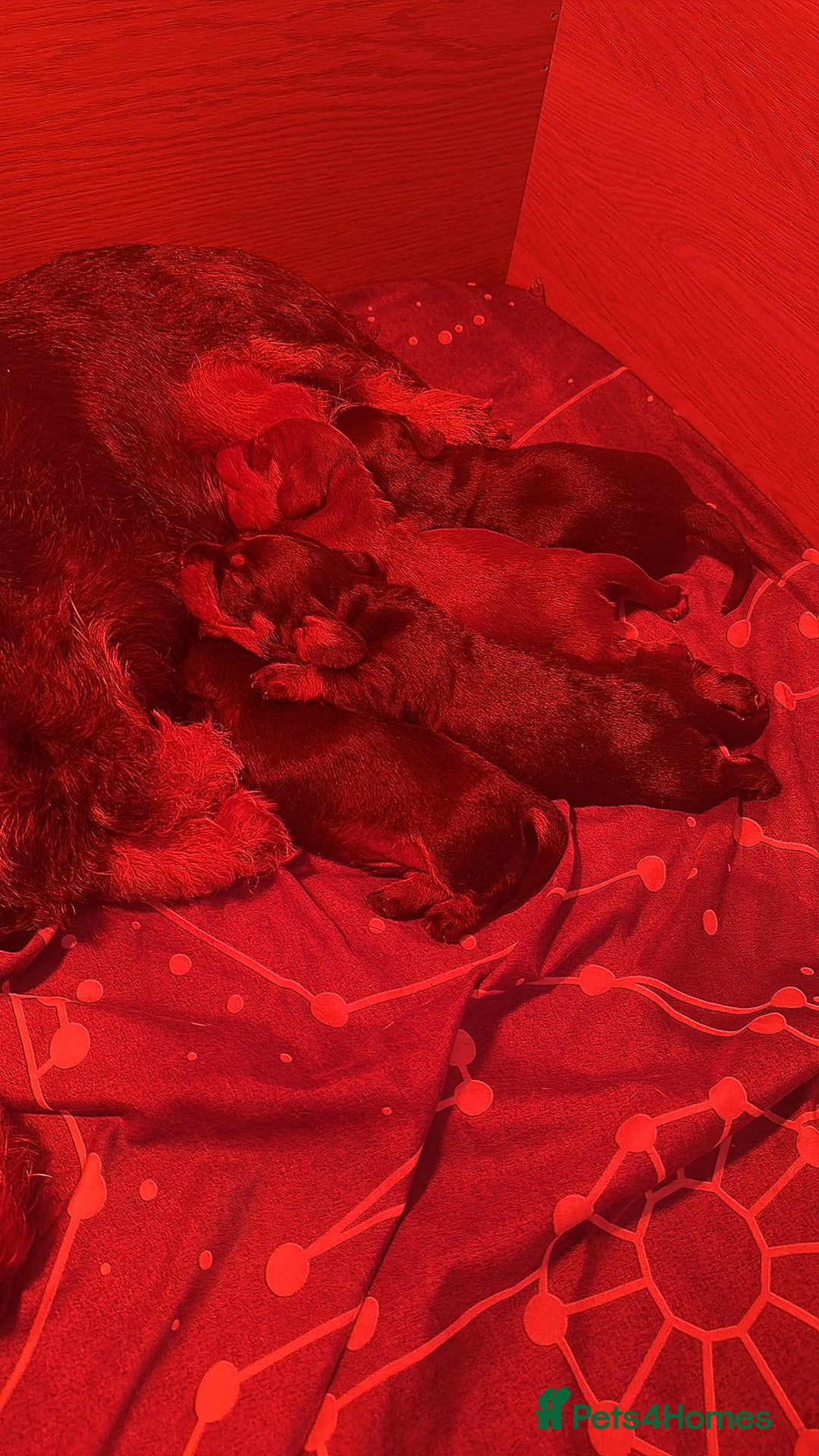 Dachshund dogs for sale: Puppy's - Image 12