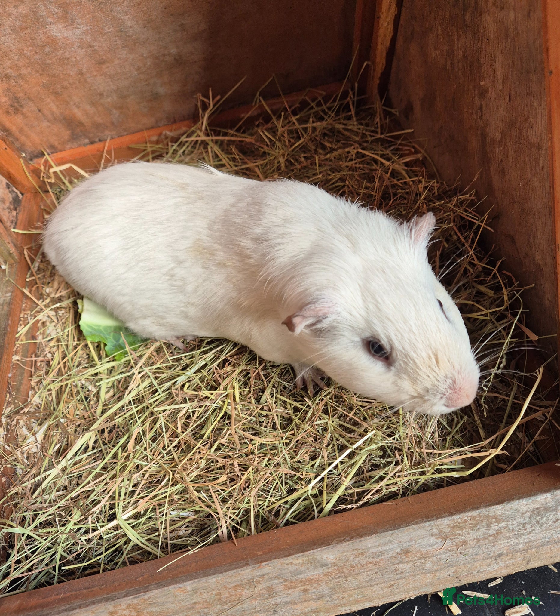 Guinea Pig rodents Gary the Guinea Pig - Advert 1